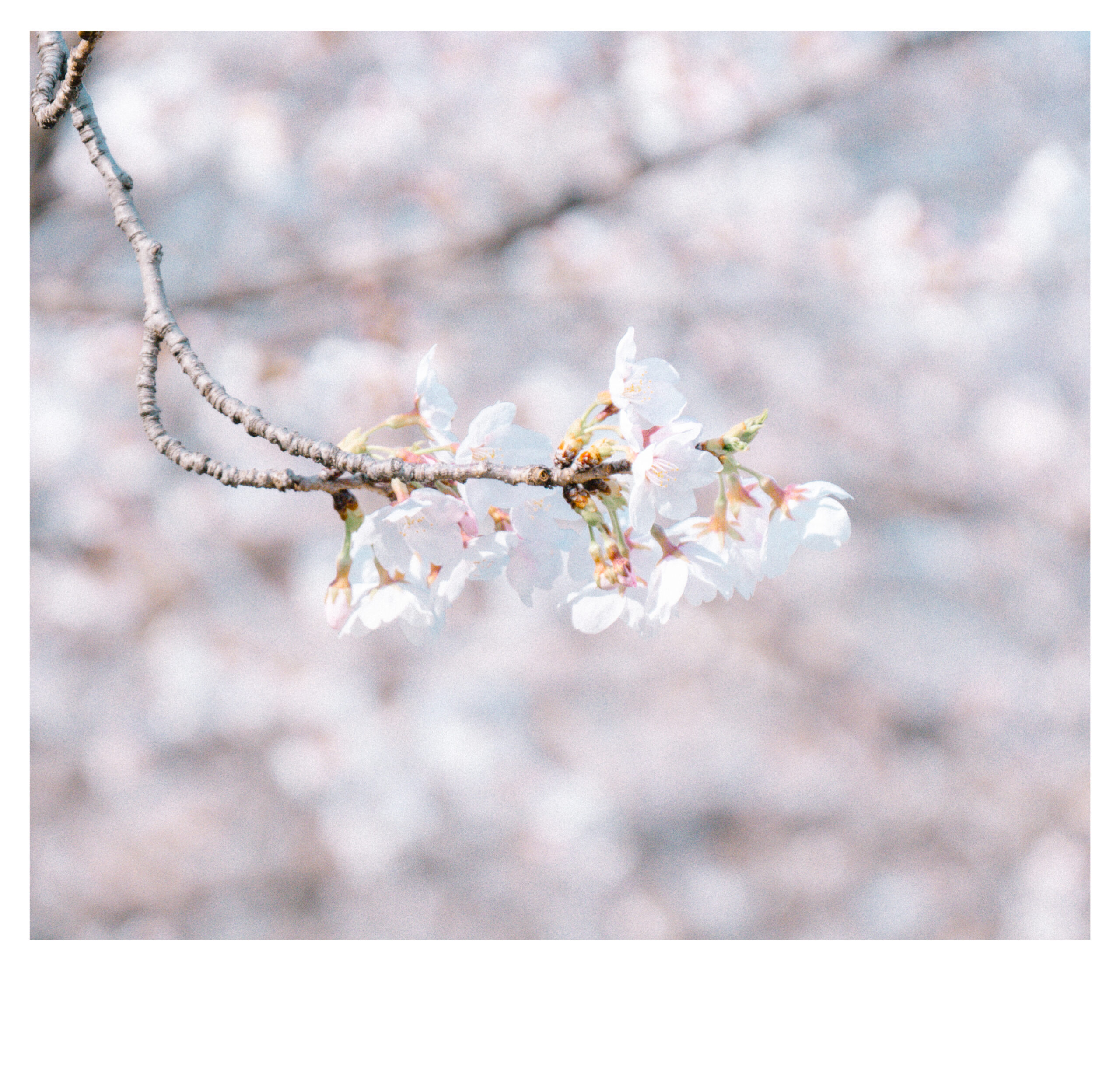 Close-up photo of a blooming cherry blossom branch against a soft-focus background of pink Sakura trees in Japan.