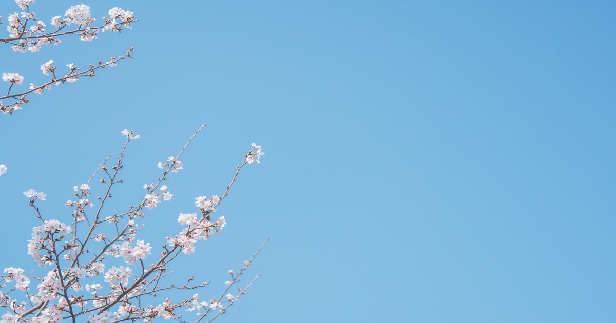 Close-up photo of a blooming cherry blossom branch against a soft-focus background of pink Sakura trees in Japan.